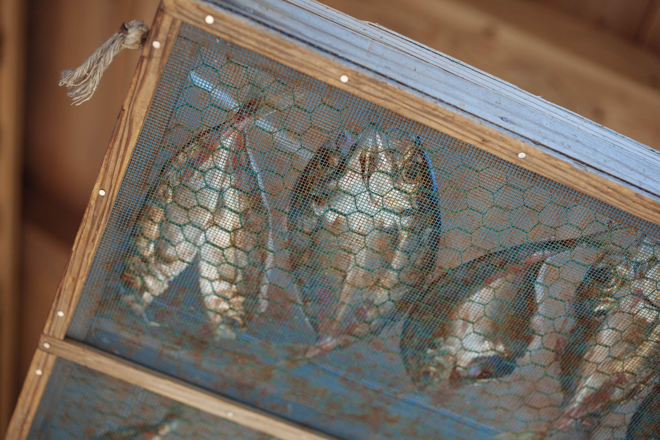 Himono air dried horse mackerel